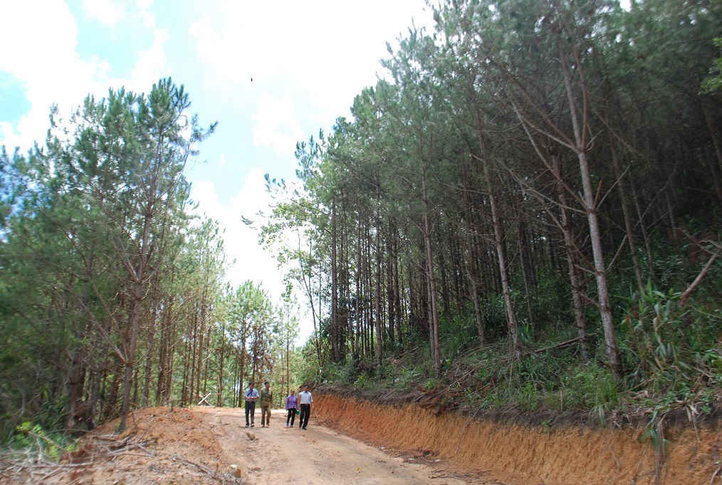 28 hộ dân đã trồng hàng trăm hecta rừng theo khế ước với chính quyền, giao khoán 50 năm quản lý, chăm sóc rừng