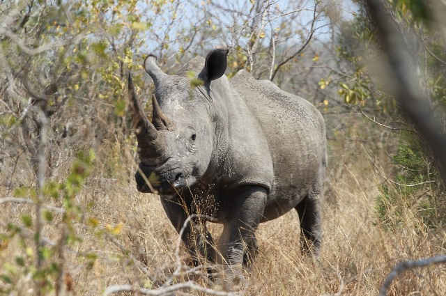 Tê giác ở Nam Phi