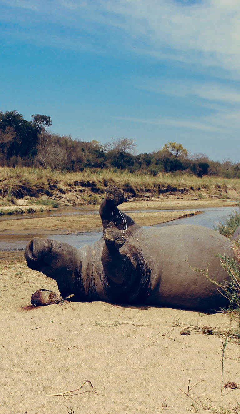 Tê giác bị giết hại để lấy sừng ở Nam Phi