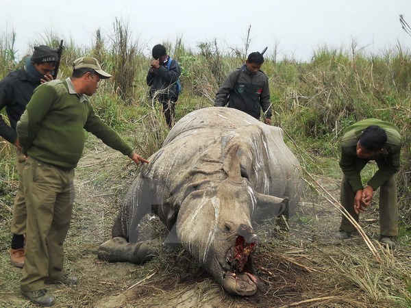 Kiểm lâm Ấn Độ kiểm tra xác một con tê giác bị những kẻ săn trộm giết lấy sừng. (Ảnh: AFP/TTXVN)
