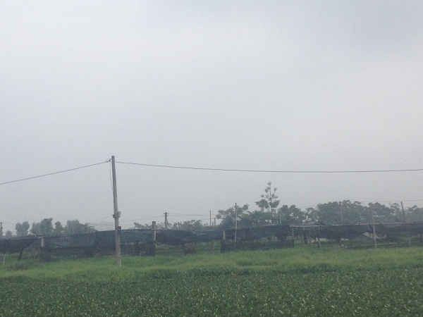 Nước rỉ rác và nước thải từ Trại giam Nghi Kim đang khiến cho nguồn nước tưới cho rau Hưng Đông bị ô nhiễm nghiêm trọng