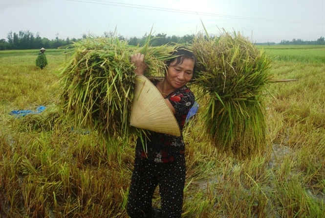 Nông dân tranh thủ cứu diện tích lúa bị đổ ngã.