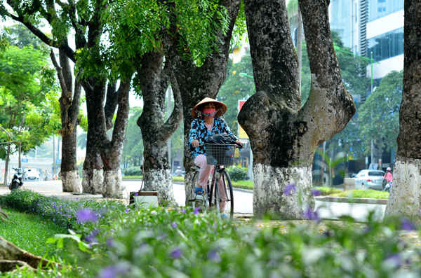 Được biết, UBND TP. Hà Nội đã giao cho Ban quản lý Đường sắt đô thị Hà Nội thí điểm việc chặt hạ và di chuyển cây xanh