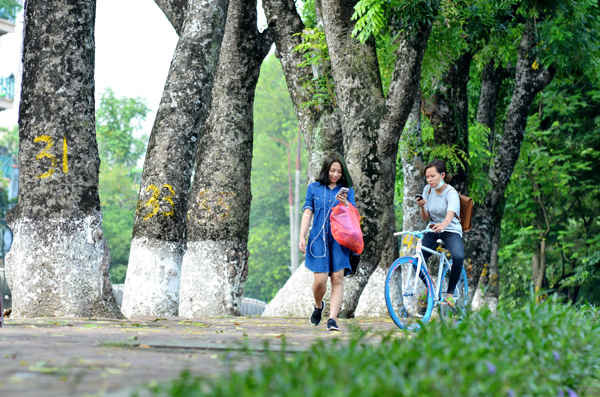 Hàng cây xà cừ khiến phố Kim Mã lãng mạn và xao xuyến nhiều bạn trẻ mỗi lần qua nơi đây