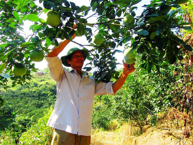 Ông Lò Văn Miên chăm sóc vườn cây trĩu quả, nguồn thu nhập lớn trong mô hình vườn – ao – chuồng – rừng.