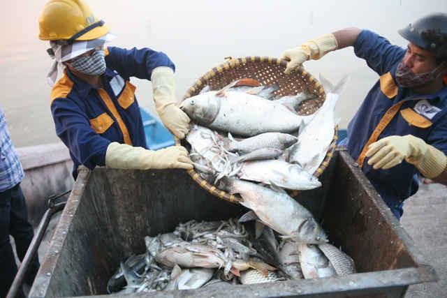 công nhân tích cực thu dọn cá chết . Ảnh Hoàng Minh 