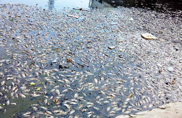 Nguyên nhân ban đầu gây cá chết tại kênh Đa Cô được xác định là do thiếu ô-xy