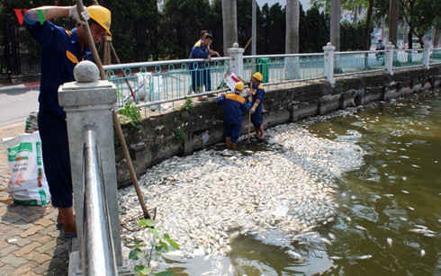 Các công nhân môi trường được huy động để vớt số cá chết lên bờ ở Hồ Tây