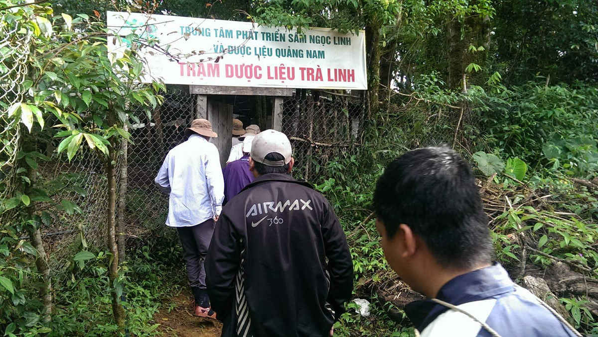 Trạm dược liệu bảo vệ toàn bộ vùng trồng Sâm Trà Linh