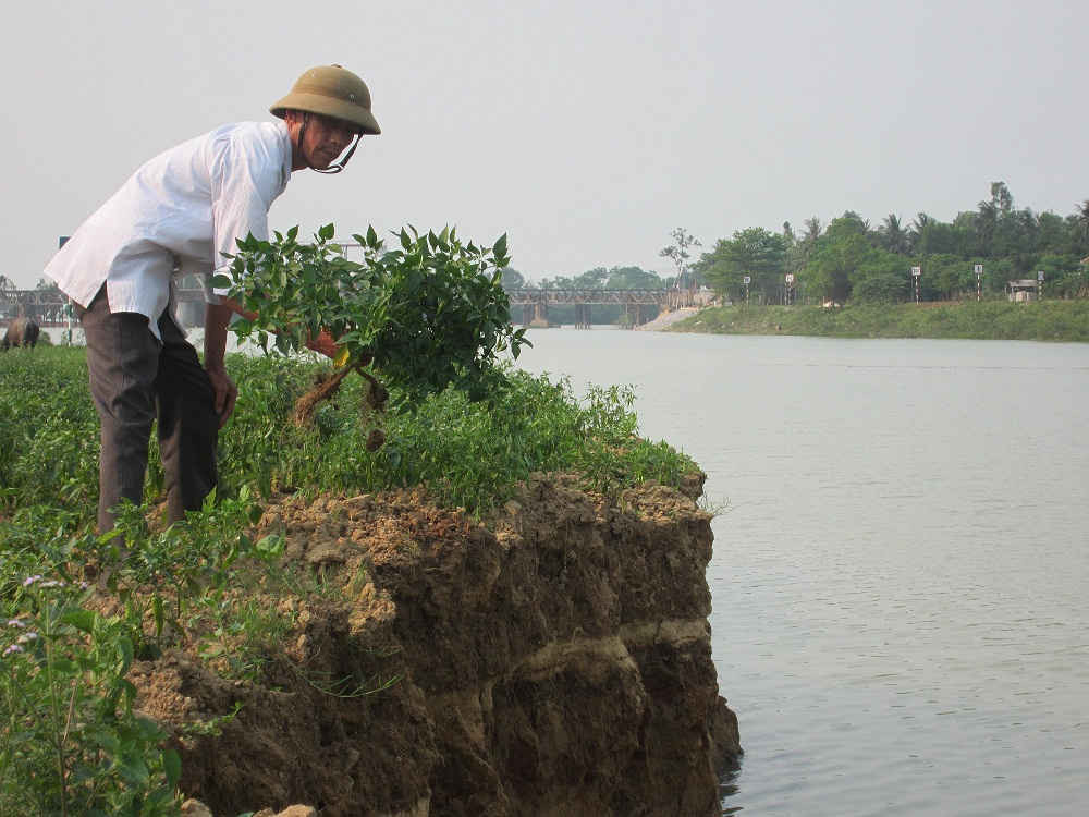 Cứ mỗi mùa mưa lũ qua đi, hàng chục mét đất sản xuất ven sông Trà Bồng bị xói lở 