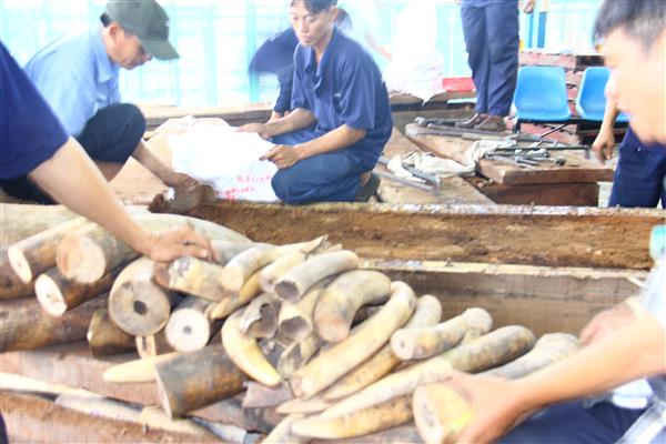 Kiểm tra ngà voi nhập lậu tại cảng Cát Lái