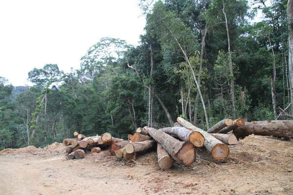 Hàng trăm cây gỗ được tập kết bên đường, có cả gỗ khai thác bên ngoài lòng hồ thủy điện Đăk Rê.
