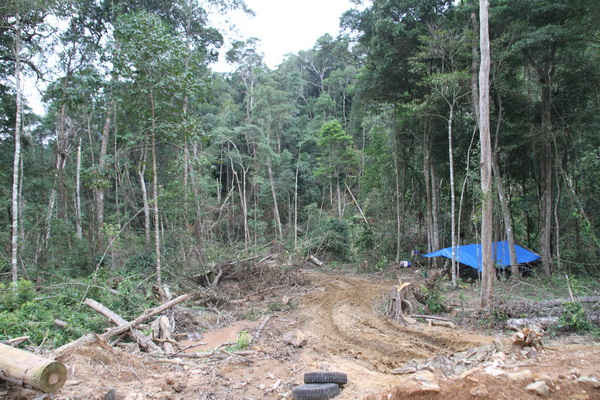 Nhiều cửa rừng được mở mới thay vì khai thác cuối chiếu tại lòng hồ thủy điện Đắk Rê. 