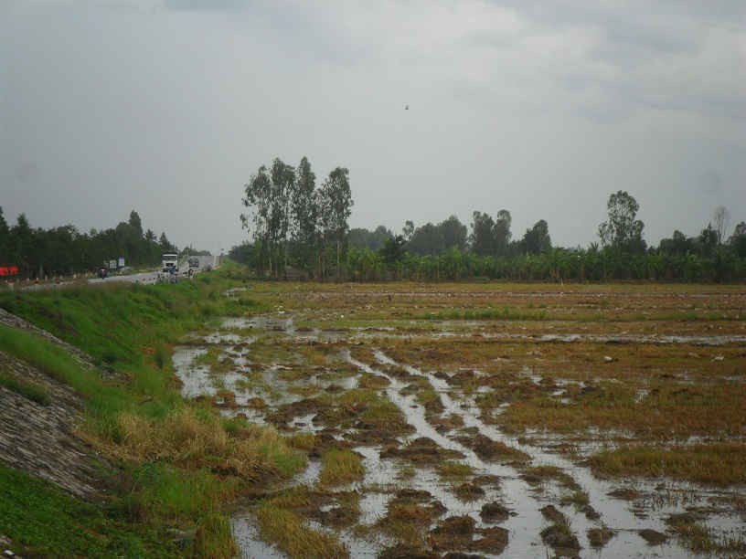 Hiện nay tại huyện Châu Thành A vẫn còn gần 80 ha đất, trong đó chủ yếu là đất nông nghiệp chưa được cấp giấy CNQSDĐ lần đầu.