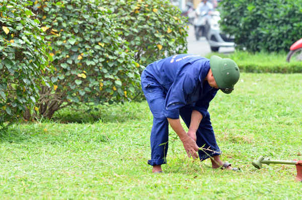 Nhiều công nhân phải dùng tay để dựt những cây cỏ