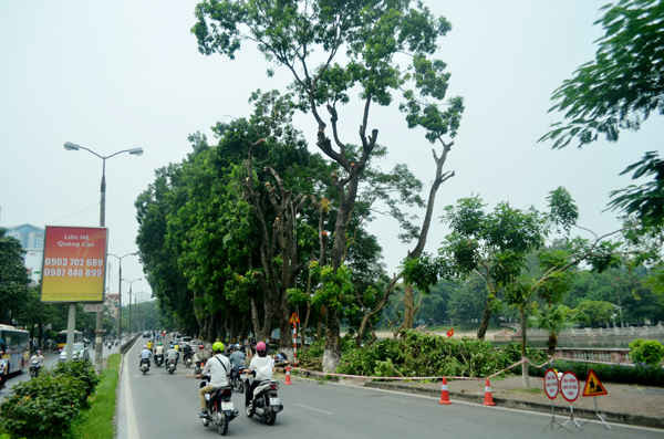 Hàng cây cổ thụ trên đường Kim Mã đang được cắt tỉa cành phục vụ cho việc di dời