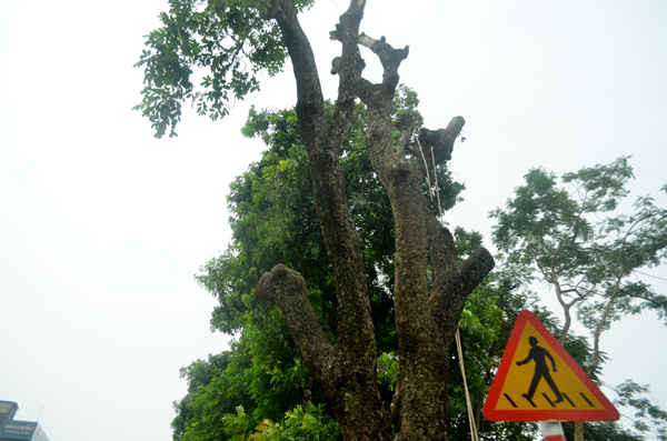 Người dân tiếc nuối cho hàng cây cổ thụ hàng 100 tuổi đang vươn những cành xanh tươi