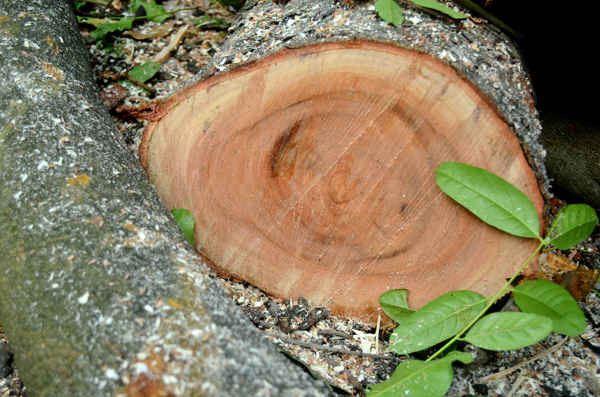 Cành cây có đường kính khoảng hơn 20cm được cắt hạ