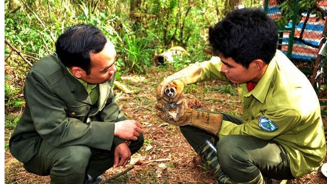 Cán bộ kỹ thuật của Trung tâm đang kiểm tra cá thể cu ly đang được chăm sóc, nuôi dưỡng trước khi  thả vào rừng. Ảnh Vườn quốc gia Hoàng Liên (Sa Pa) cung cấp.