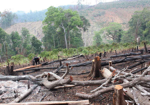 Nhiều cánh rừng tự nhiên của Xí nghiệp Lâm nghiệp Nghĩa Tín ở xã Quảng Thành (thị xã Gia Nghĩa, tỉnh Đắk Nông) bị người dân xâm chiếm, chặt phá.
