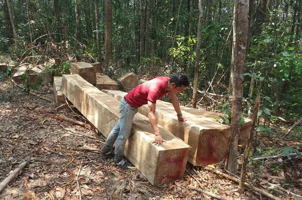 Rừng tự nhiên bị chặt phá tại huyện Krông Pa, tỉnh Gia Lai.