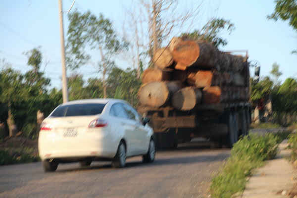 Xe chở gỗ lậu chạy nghênh ngang trên đường ở xã Mô Rai (huyện Sa Thầy, tỉnh Kon Tum). 