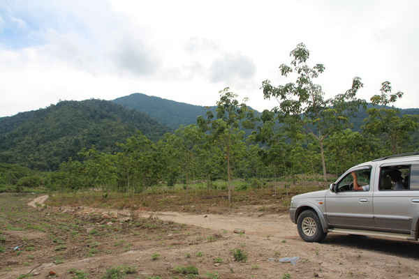 Doanh nghiệp được chuyển đổi rừng trồng cao su ngay cạnh Vườn Quốc gia Chư Mon Ray (huyện Sa Thầy, tỉnh Kon Tum). 
