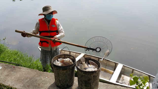 Công nhân Công ty Thoát nước và Xử lý nước thải Đà Nẵng vớt cá chết tại hồ Công viên 29-3 đi tiêu hủy