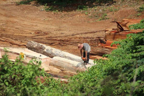 Gỗ rừng tự nhiên bị cưa xẻ công khai ngay tại một dự án chuyển đổi rừng trồng cao su ở xã Ia Tăng (huyện Sa Thầy, tỉnh Kon Tum).