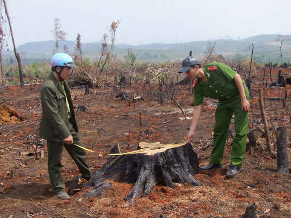 Cơ quan công an điều tra việc phá rừng tại lâm phần quản lý của Công ty TNHH Gia Nghĩa ở xã Quảng Sơn, huyện Đắk G’long, tỉnh Đắk Nông. 