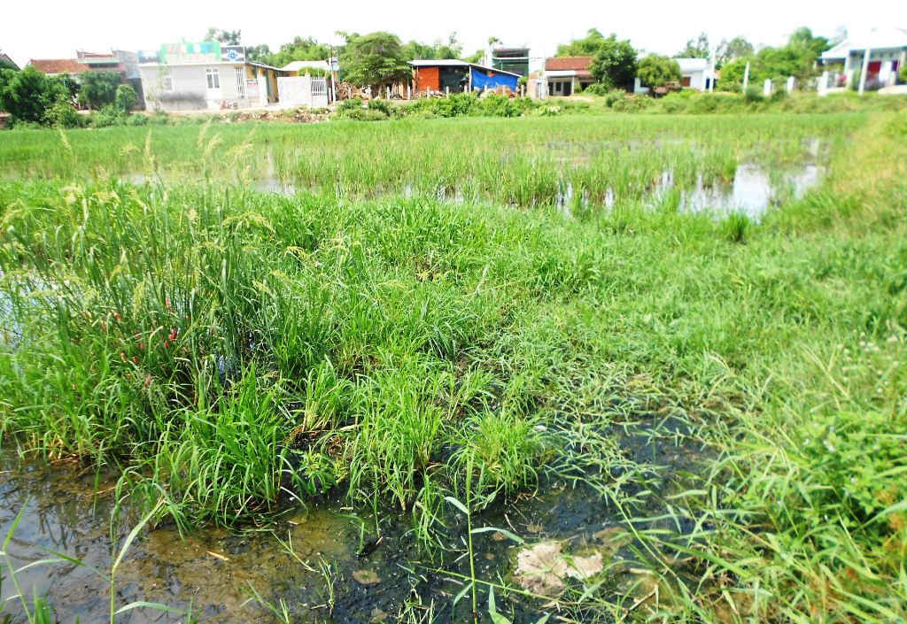 Nước thải chưa qua xử lý được xả thẳng ra cánh đồng Ngãi Chánh đã làm gần 1 ha đất canh tác lúa bị bỏ hoang do ô nhiễm.