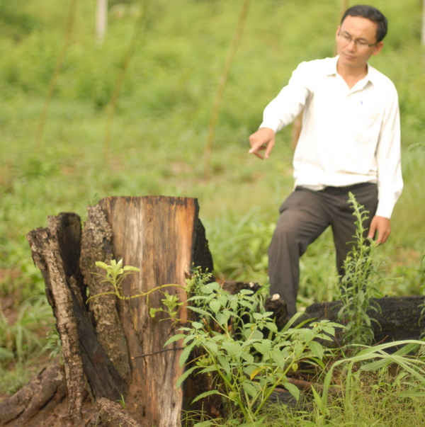 Nhiều diện tích rừng khộp ở huyện Chư Pưh (tỉnh Gia Lai) bị chuyển đổi ồ ạt để trồng cao su.