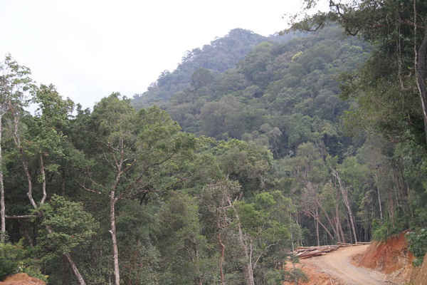 Cánh rừng nguyên sinh ở xã Hiếu, huyện Kon Plông (tỉnh Kon Tum) bị xóa sổ nhường chỗ cho thủy điện Đắk Rê. 