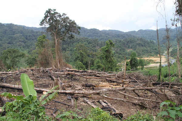  Nhiều diệnt ích rừng nguyên sinh bị tàn phá, lấn chiếm làm nương rầy ở Kon Tum.