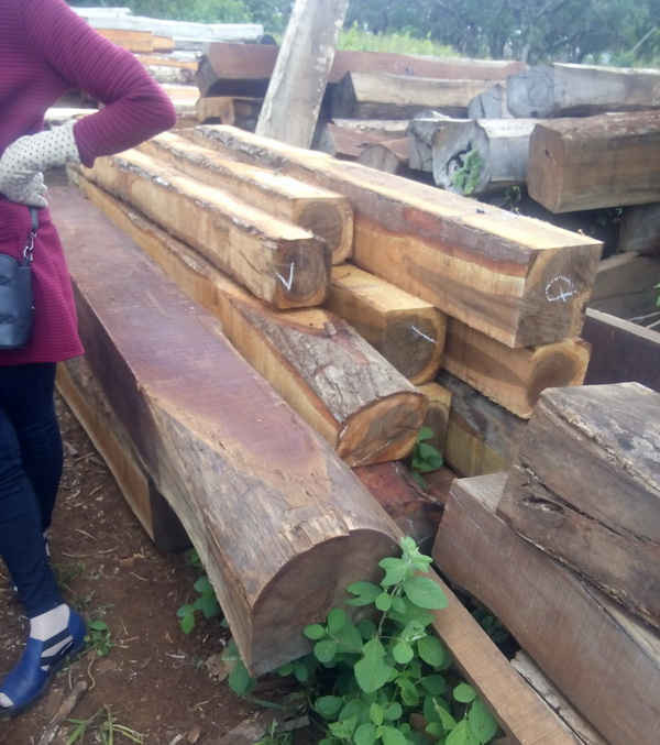 Sau lệnh đóng cửa rừng, gỗ lậu từ rừng nguyên sinh vẫn được tuồn về xưởng chế biến một cách kín đáo ở huyện Cư Mgar, Đắk Lắk