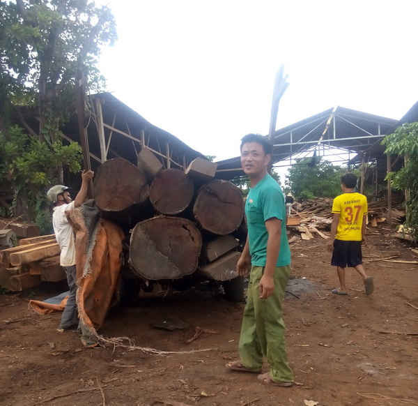 Sau lệnh đóng cửa rừng, gỗ lậu từ rừng nguyên sinh vẫn được tuồn về xưởng chế biến một cách kín đáo ở huyện Cư Mgar, Đắk Lắk