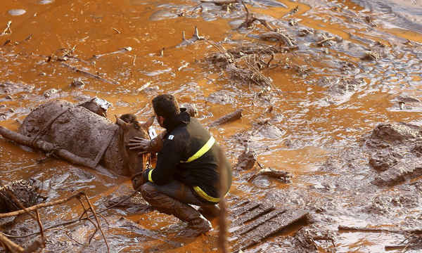 Nhân viên cứu hộ giải thoát một con ngựa bị kẹt trong bùn. Bùn - hỗn hợp chất lỏng của nước, cát và đất sét đã làm chết 19 người, phá hủy nhiều ngôi làng, khiến hàng trăm người vô gia cư và hủy diệt các loài cá và đời sống thủy sinh khi lượng bùn này chảy xuống sông Doce lớn và trôi ra biển hơn 600km. Ảnh: Ricardo Moraes / Reuters