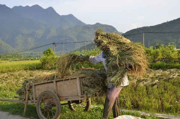 Nông nghiệp sạch đang rất cần Nhà nước tạo điều kiện. Ảnh: Hoàng Minh