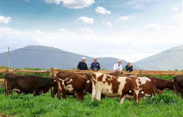 Trang trại bò sữa Organic Vinamilk chuẩn châu Âu đầu tiên tại Việt Nam sắp khánh thành, đàn bò Organic được Vinamilk nhập từ Úc là những giống bò tự nhiên, khỏe mạnh và có sức miễn dịch tốt để thích nghi với khí hậu tại đây