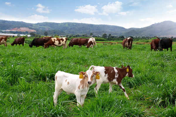 Hiện, Trang trại bò sữa Organic đầu tiên tại Việt Nam của Vinamilk đã hoàn thành việc đánh giá chuẩn Organic châu Âu cho đồng cỏ, trang trại bò sữa 