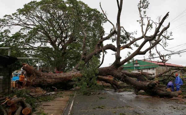 Các nhân viên nhà nước chặt những nhánh cây đã bị bật rễ trên đường sau khi bão Haima đổ bộ vào thành phố Laoag, Ilocos Norte ở miền bắc Philippines vào ngày 20/10/2016. Ảnh: REUTERS / Erik De Castro