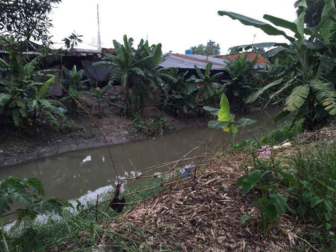 Hàng chục cơ sở nuôi heo đang xả thải trực tiếp xuống kênh Trần Quang Cơ