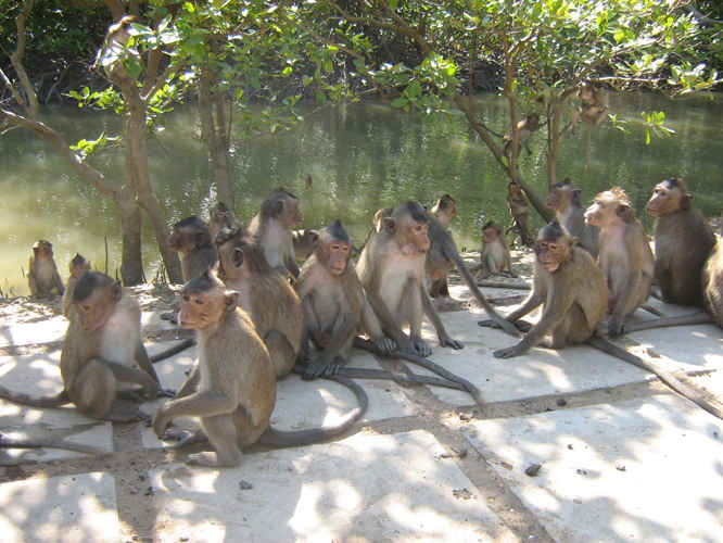Khỉ được nuôi tự nhiên trong Khu du lịch sinh thái Cần Giờ