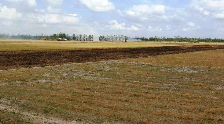 Trong những năm gần đây, nhiều ha đất trồng lúa tại huyện Long Mỹ không đạt năng xuất, chất lượng vì thường xuyên bị ảnh hưởng hạn hán, xâm nhập mặn.
