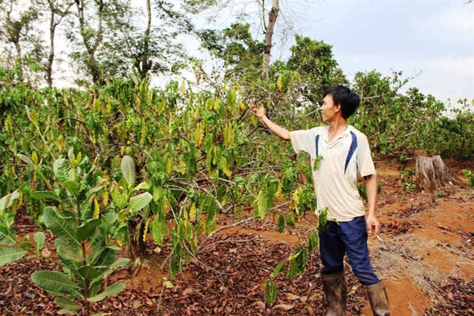 Do ảnh hưởng hạn hán trước đây, nhiều vườn cà phê của nông dân Đắk Nông bị mất năng suất nghiêm trọng