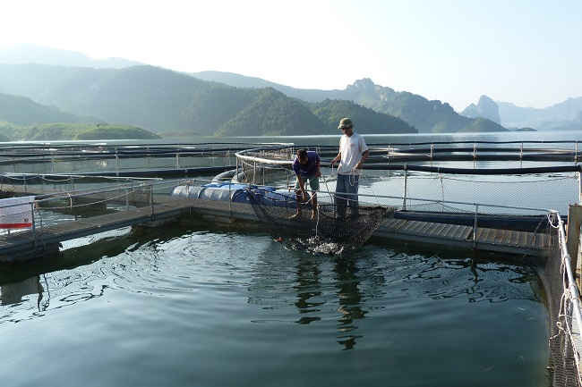 Mô hình nuôi cá tầm trên lòng hồ thủy điện Sơn La.