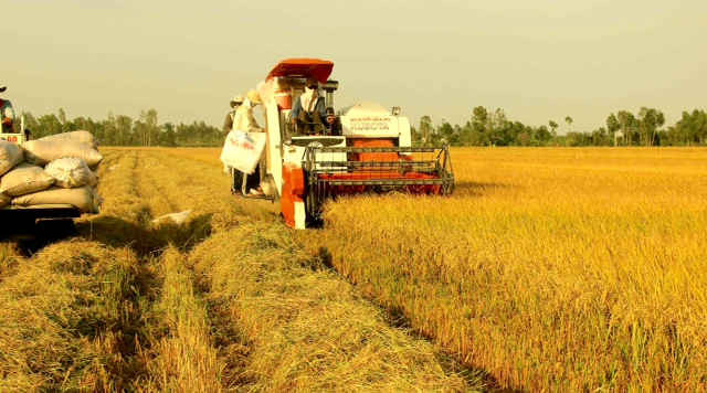 Trên cơ sở phân tích dữ liệu viễn thám, cho thấy rõ diện tích canh tác lúa tại vùng ĐBSCL gia tăng.