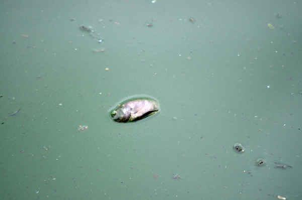 Cá chết nổi trên mặt hồ khu vực váng màu xanh