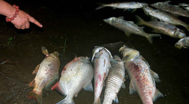 Nhiều cá lớn chết bất thường, trôi dạt vào ven bờ