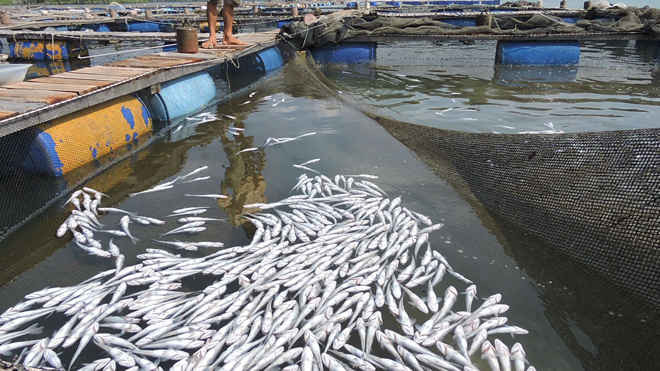 Việc nuôi cá lồng bè tự phát, thiếu khoa học gây ô nhiễm nguồn nước